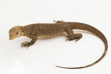 Bulanık monitör kertenkelesi (Varanus nebulosus) beyaz arkaplanda izole edilmiştir