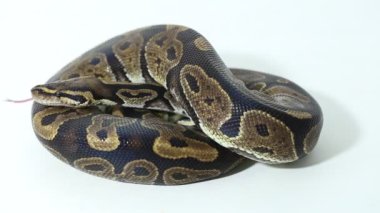piton yılanı Python rejimi beyaz arkaplanda izole edildi