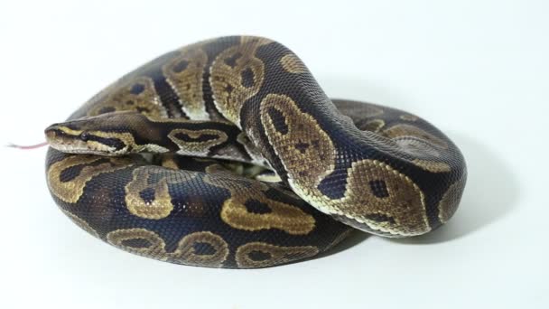 Bola Python Serpiente Python Regius Aislado Sobre Fondo Blanco — Vídeo de stock
