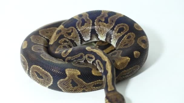 Kugelpythonschlange Python Regius Isoliert Auf Weißem Hintergrund — Stockvideo