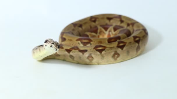 Σολομός Boa Constrictor Φίδι Απομονώνονται Λευκό Φόντο — Αρχείο Βίντεο