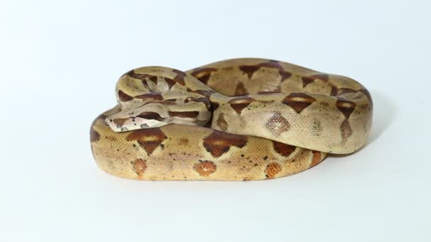Salmon Boa Constrictor Snake Isolated White Background — Stock Video