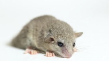 Orman faresi (Graphiurus murinus) Afrika pigme fındık faresi beyaz arka planda izole edilmiştir
