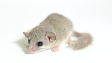 Orman faresi (Graphiurus murinus) Afrika pigme fındık faresi beyaz arka planda izole edilmiştir