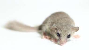 Orman faresi (Graphiurus murinus) Afrika pigme fındık faresi beyaz arka planda izole edilmiştir