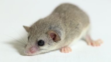 Orman faresi (Graphiurus murinus) Afrika pigme fındık faresi beyaz arka planda izole edilmiştir