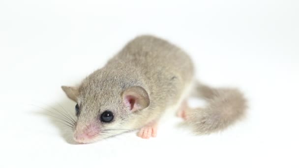 Woodland Dormouse Graphiurus Murinus African Pygmy Dormouse Isolated White Background — Stock video