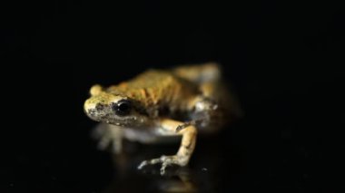 Java Pirinç Kurbağası, Javan Koro Kurbağası, Microhyla Achatina Cava Dar ağızlı Kurbağa