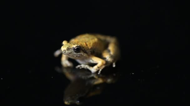 Java Rice Frog Javaコーラスカエル Microhyla Achatina日本語狭口カエル — ストック動画