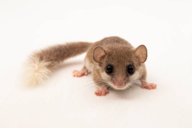 Orman faresi (Graphiurus murinus) Afrika pigme fındık faresi beyaz arka planda izole edilmiştir