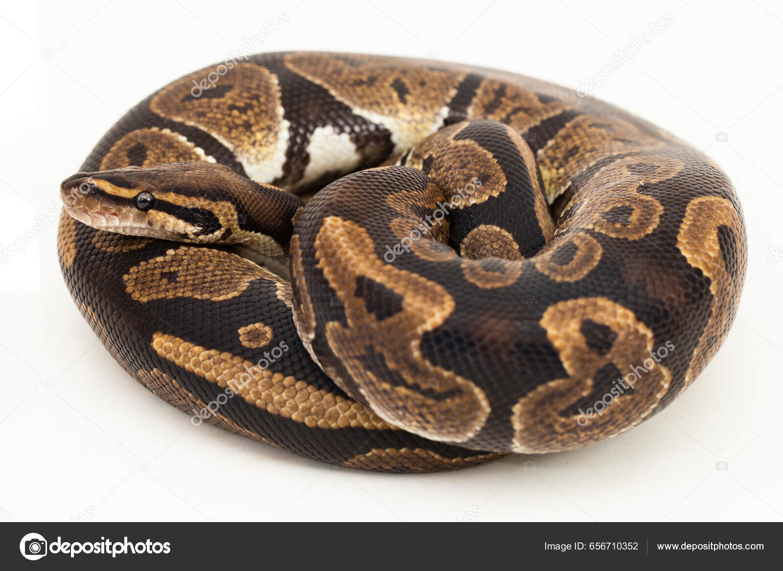 Serpent Python Blanc