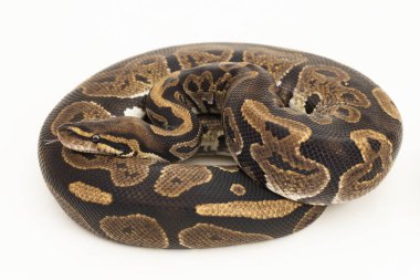 piton pitonu ve Python rejim yılanı beyaz arkaplanda izole edildi