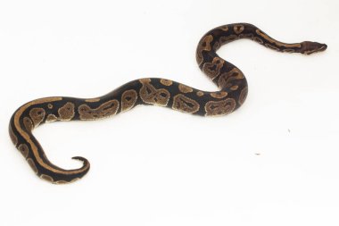 piton pitonu ve Python rejim yılanı beyaz arkaplanda izole edildi