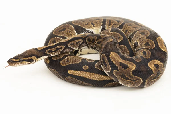 Bola Python Python Regius Serpente Isolada Fundo Branco — Fotografia de Stock