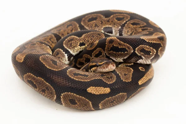 Palla Pitone Python Regius Serpente Isolato Sfondo Bianco — Foto Stock