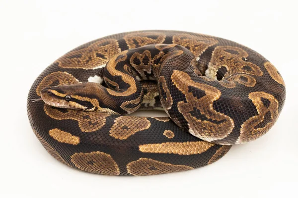 Palla Pitone Python Regius Serpente Isolato Sfondo Bianco — Foto Stock