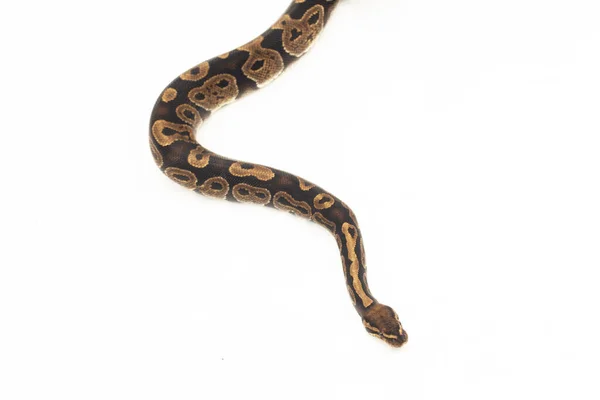 Шаровой Питон Змея Python Regius Выделенная Белом Фоне — стоковое фото