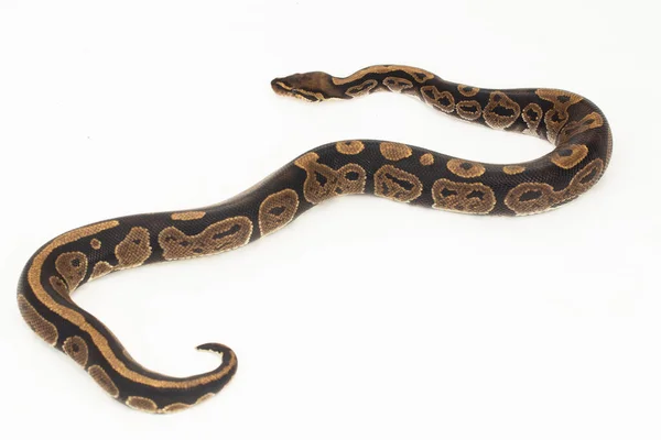 Кульковий Пітон Змія Python Ізольована Білому Тлі — стокове фото