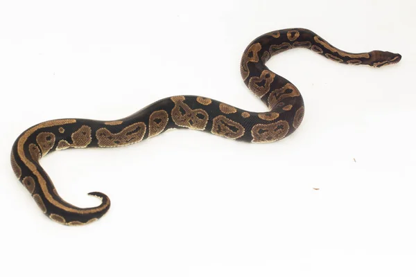 Bola Python Serpiente Python Regius Aislada Sobre Fondo Blanco —  Fotos de Stock