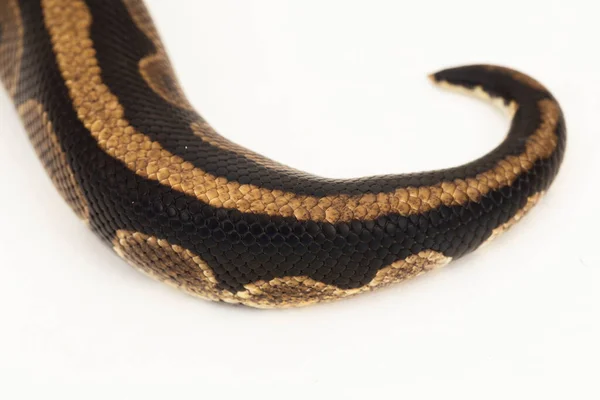 Labda Python Python Regius Kígyó Elszigetelt Fehér Háttér — Stock Fotó