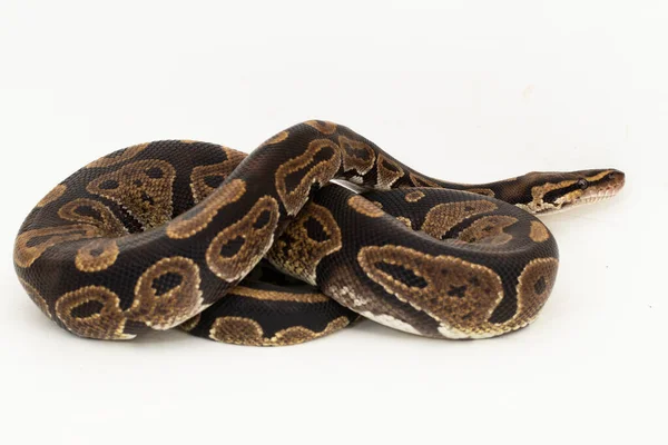 Bola Python Python Regius Serpente Isolada Fundo Branco — Fotografia de Stock