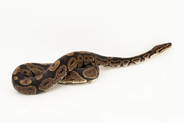 Kugelpython Python Regius Schlange Isoliert Auf Weißem Hintergrund — Stockfoto