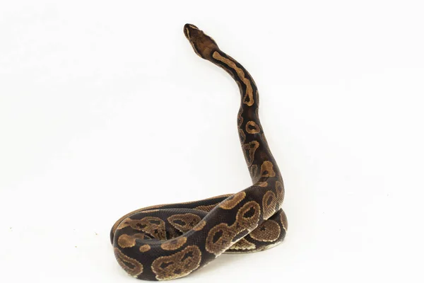 Bola Python Serpiente Python Regius Aislada Sobre Fondo Blanco —  Fotos de Stock