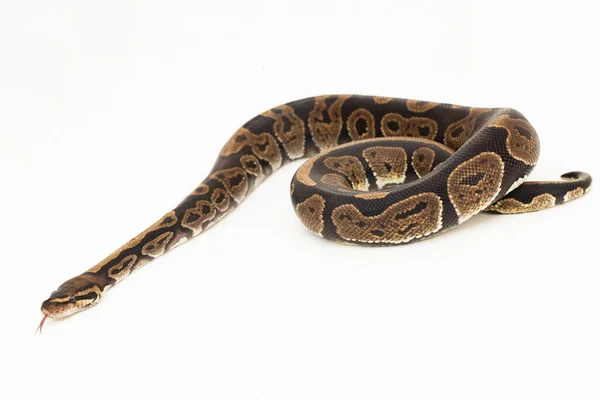 Кульковий Пітон Змія Python Ізольована Білому Тлі — стокове фото