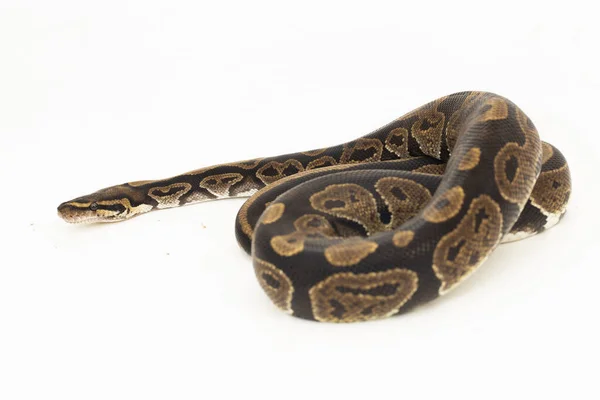 Python Python Regius Snake Alone White Background — 스톡 사진