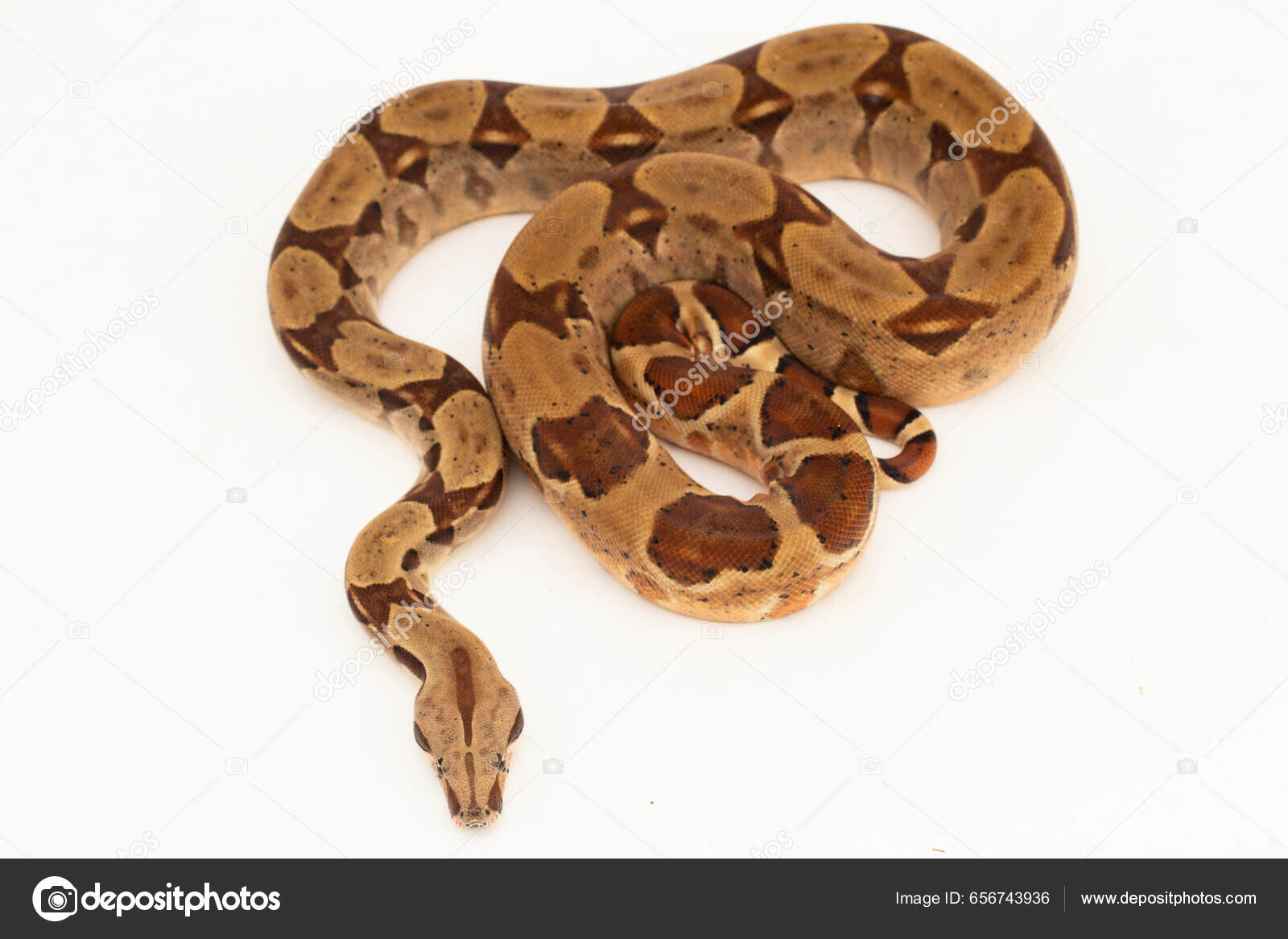 Closeup Of Twisted Boa Constrictor Snake Isolated In White Stock Photo -  Download Image Now - iStock