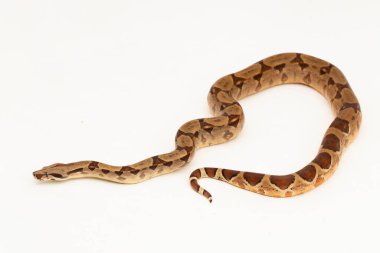 Somon balığı yılanı beyaz arkaplanda izole edilmiş.