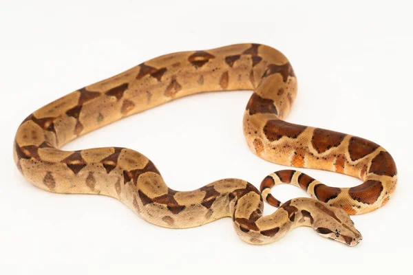 Serpiente Boa Constrictor Salmón Aislada Sobre Fondo Blanco — Foto de Stock