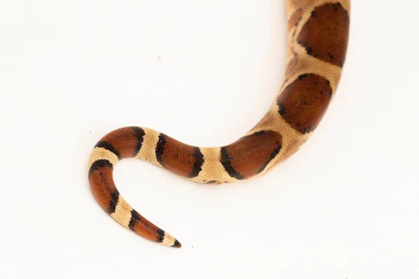 Serpiente Boa Constrictor Salmón Aislada Sobre Fondo Blanco — Foto de Stock