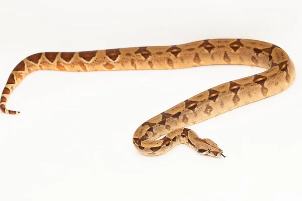 Lazac Boa Constrictor Kígyó Izolált Fehér Alapon — Stock Fotó