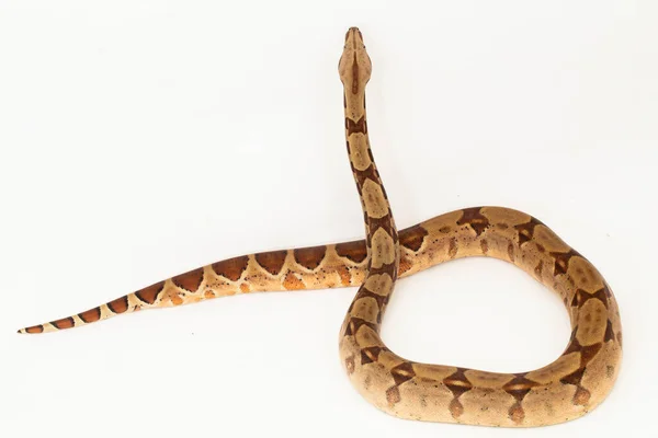 Saumon Boa Constrictor Serpent Isolé Sur Fond Blanc — Photo