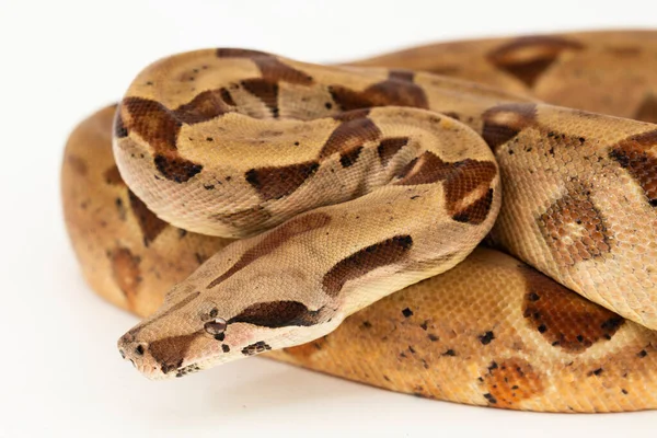 stock image Salmon Boa Constrictor snake isolated on white background