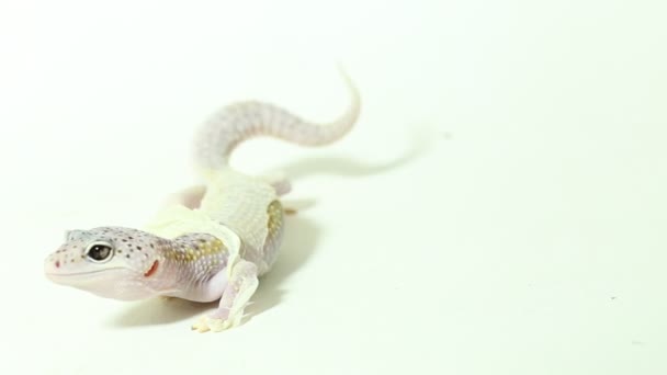 Leopardo Gecko Eublepharis Macularius Derrubando Sua Pele Isolada Fundo — Vídeo de Stock