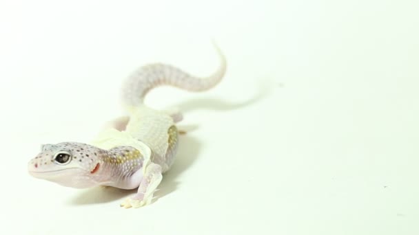 Leopard Gecko Eublepharis Macularius Shedding 그것은 배경에 — 비디오