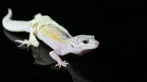 Gecko Léopard Eublepharis Macularius Shedding Est Peau Isolée Sur Fond — Video