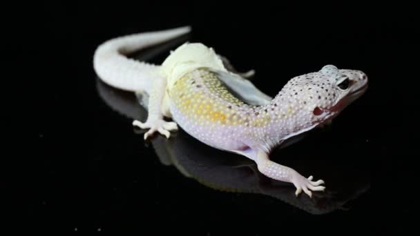 Gecko Léopard Eublepharis Macularius Shedding Est Peau Isolée Sur Fond — Video