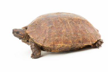 Dikenli kaplumbağa (Heosemys spinosa) beyaz arkaplanda izole edilmiştir.