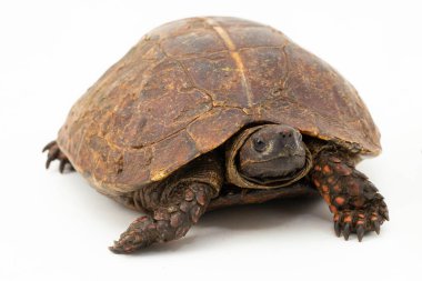 Dikenli kaplumbağa (Heosemys spinosa) beyaz arkaplanda izole edilmiştir.