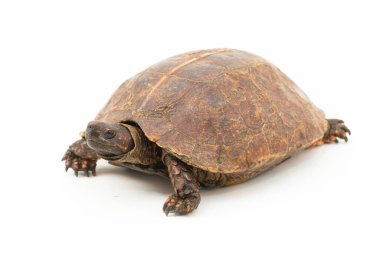 Dikenli kaplumbağa (Heosemys spinosa) beyaz arkaplanda izole edilmiştir.