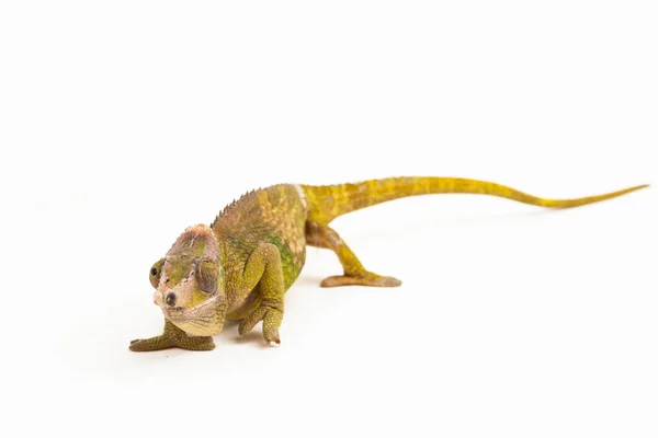 Chameleon Fischer Kinyongia Fischeri Απομονωμένο Λευκό Φόντο — Φωτογραφία Αρχείου