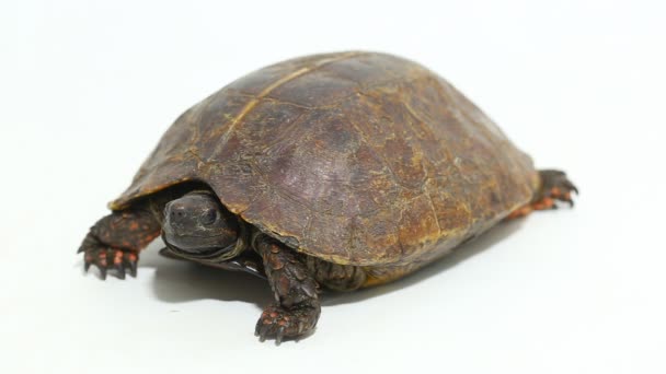 Die Stachelschildkröte Heosemys Spinosa Isoliert Auf Weißem Hintergrund — Stockvideo