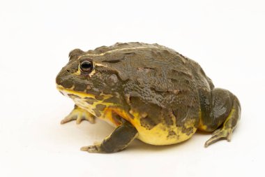 Afrika Boğa Kurbağası (Pyxicephalus adsperus edulis) Beyaz arka planda izole edilmiş peri kurbağası