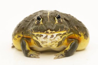 Afrika Boğa Kurbağası (Pyxicephalus adsperus edulis) Beyaz arka planda izole edilmiş peri kurbağası
