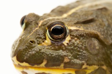 Afrika Boğa Kurbağası (Pyxicephalus adsperus edulis) Beyaz arka planda izole edilmiş peri kurbağası