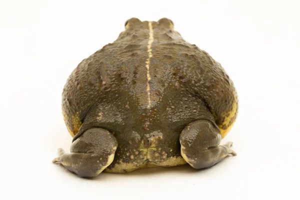 Sapo Touro Africano Pyxicephalus Adsperus Edulis Pixie Frog Isolado Sobre — Fotografia de Stock