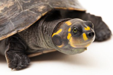 Sarı benekli Amazon Nehri Kaplumbağası, Podocnemis unifilis beyaz arka planda izole edildi